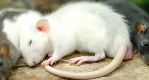 Sonno, scoperto nei topi il circuito neuronale che genera il bisogno di dormire